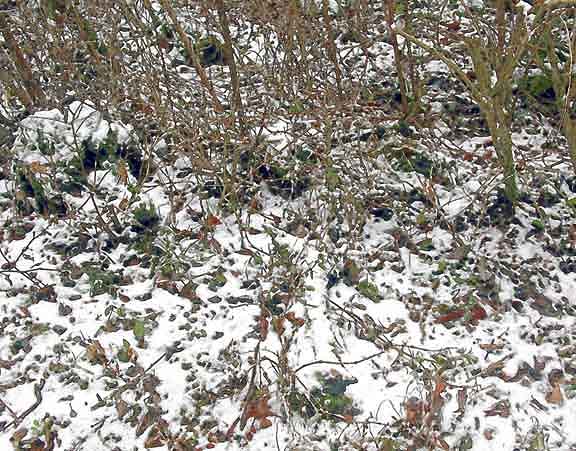 芦屋プラン株式会社 宇治市植物公園